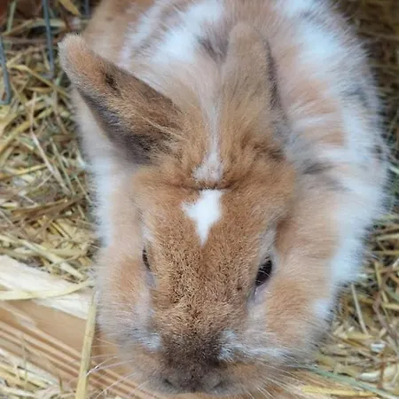 Lejlighed Am Balkon Des Erzgebirges Bernsbach