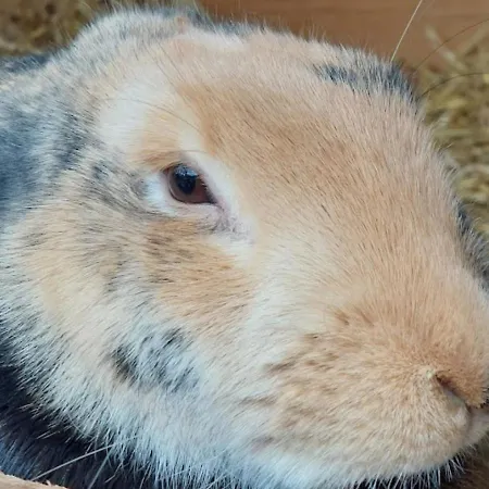 Am Balkon Des Erzgebirges Lejlighed Bernsbach