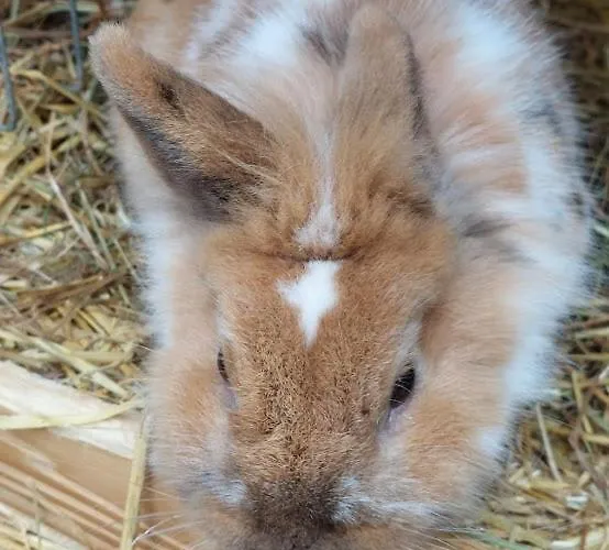 Daire Am Balkon Des Erzgebirges Bernsbach