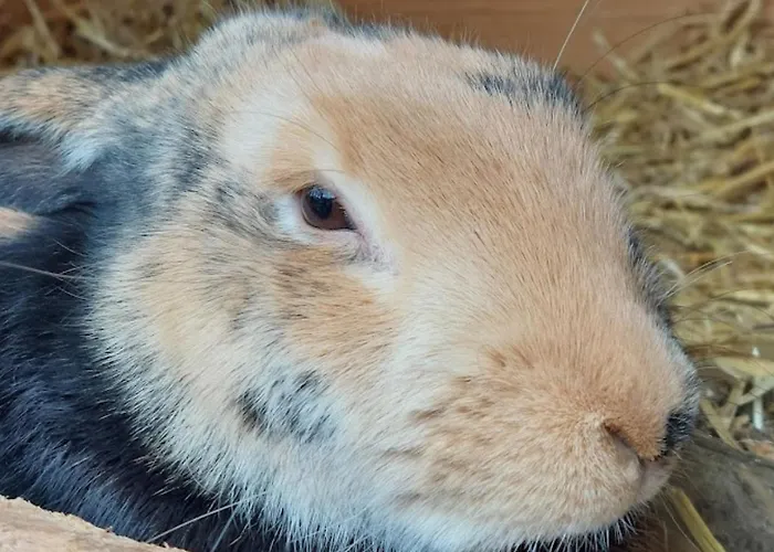 Am Balkon Des Erzgebirges Daire Bernsbach