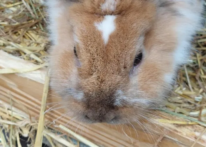 Am Balkon Des Erzgebirges *