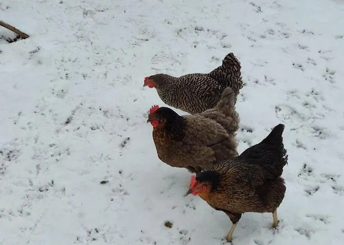 Am Balkon Des Erzgebirges Bernsbach