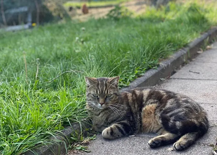 Apartment Am Balkon Des Erzgebirges