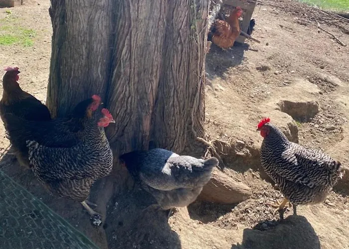 Am Balkon Des Erzgebirges Apartment *