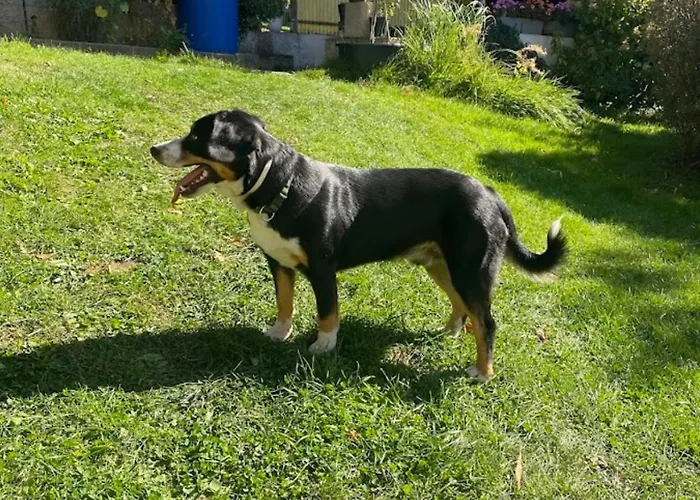 Am Balkon Des Erzgebirges Apartment *